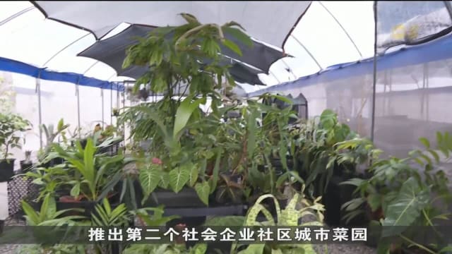 公园局与社会企业合作 推出本地首个社会企业社区城市菜园