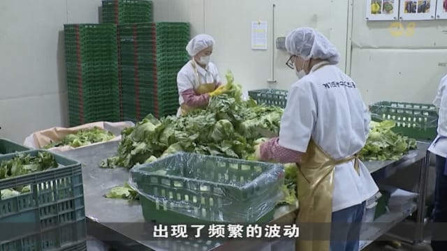 极端天气致韩国莴苣收成锐减 价格大幅上涨