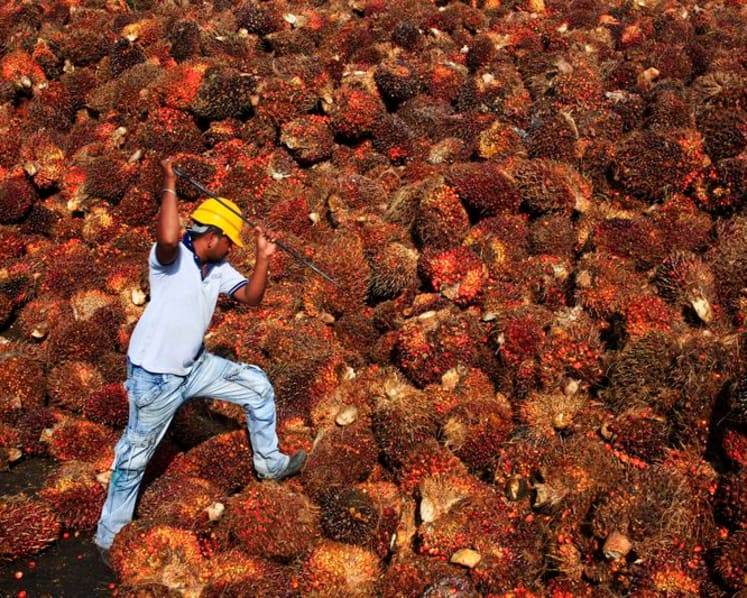 Palm oil rally seen continuing on biodiesel demand boost, analyst Mistry says