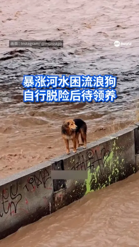 20261008_ChileDogrescue_vid1