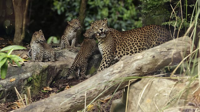 全球只剩不到1000只 三只本地新生花豹幼崽首亮相