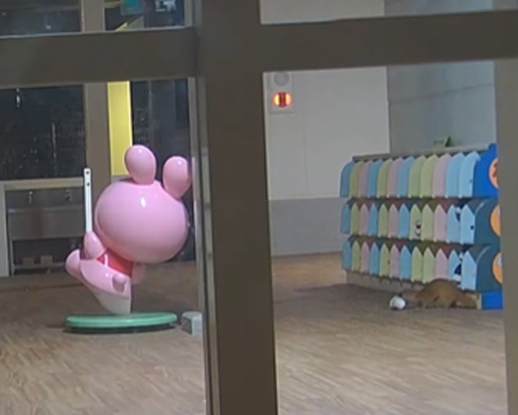 Stolen shoe mystery solved at Japanese kindergarten when security camera catches weasel in the act