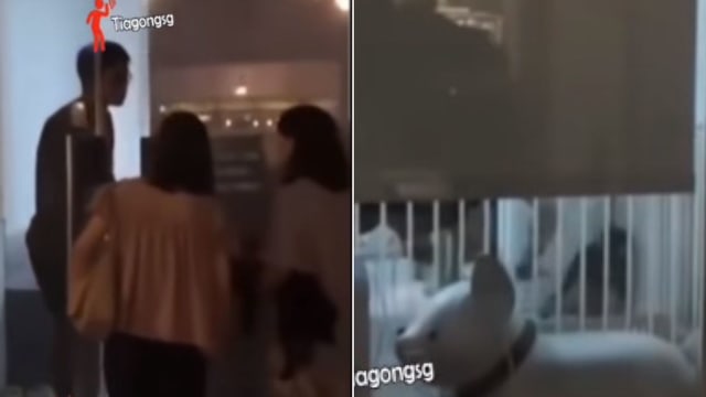 宠物美容院职员涉虐狗视频曝光 SPCA吁善待动物