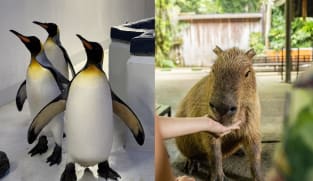 Mandai Wildlife Group celebrates SG60 with new experiences including up-close capybara and penguin encounters in June