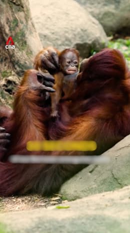 Singapore Zoo welcomes baby Bornean orang utan