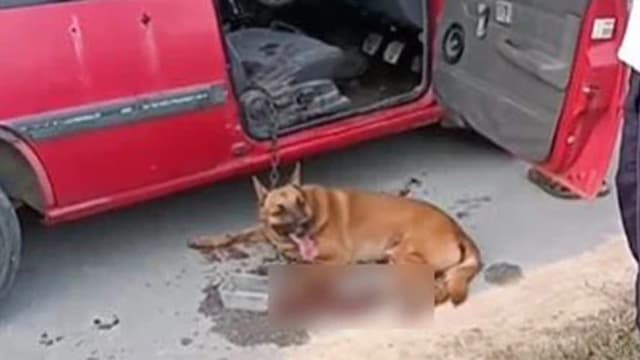 铁链绑狗开车拖行致死 马国狗主助查