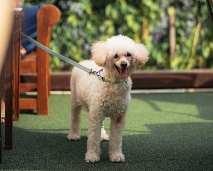 Raffles Courtyard to become pet-friendly from Jun 1 alongside new menu and dining deals
