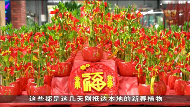 本地园景业者：今年桔子树来货成本稍涨5%到10%