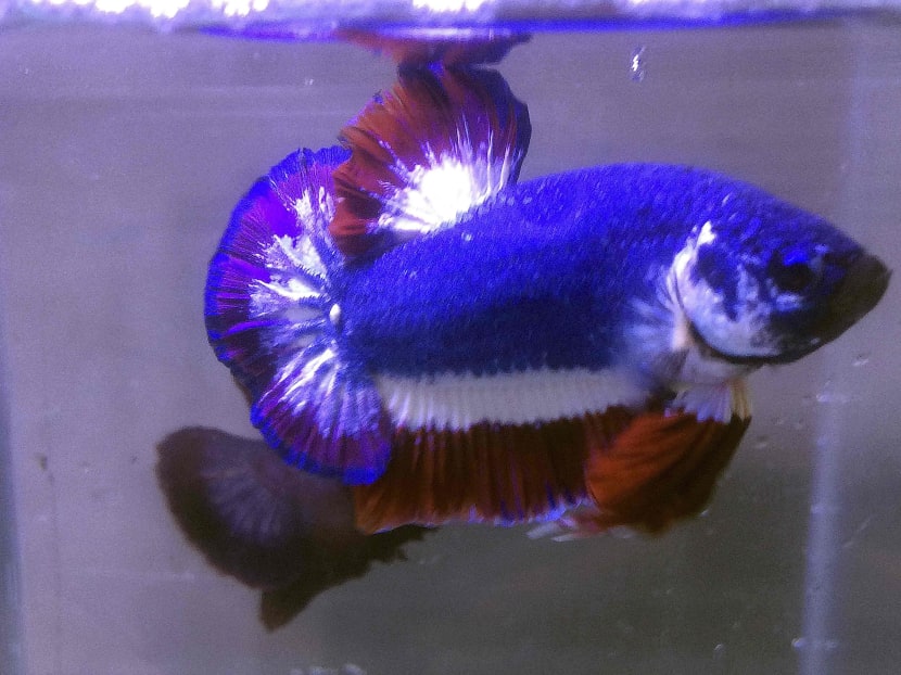 A Siamese fighting fish with colors resembling the Thai national flag in a fish tank in Kalasin, Thailand on Nov 7, 2016. Photo: Kachen Worachai via AP