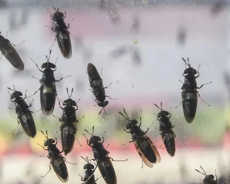 Malaysia to use black soldier fly larvae in organic waste treatment