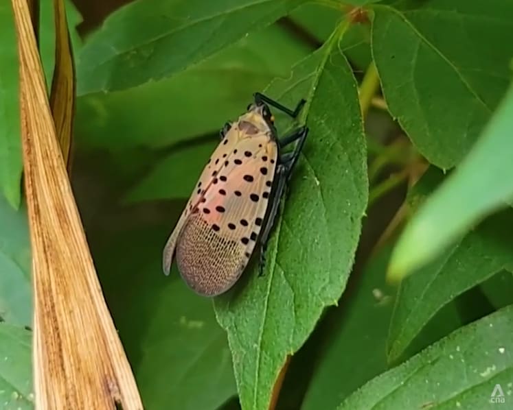 US scientists sound alarm over invasive lanternflies threatening crops, swarming urban spaces