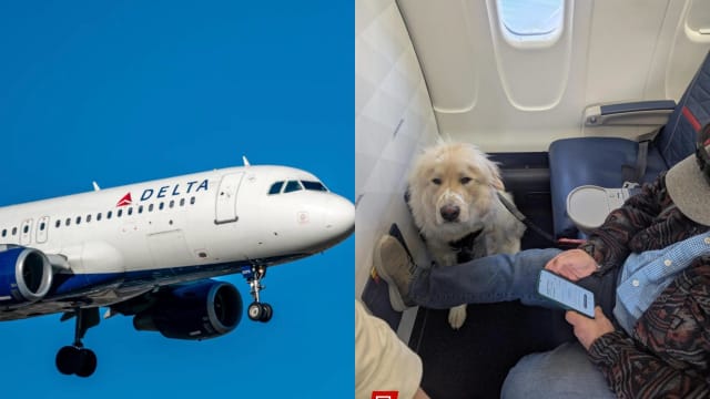 航空公司安排服务犬头等舱座位 乘客被迫换座感不满