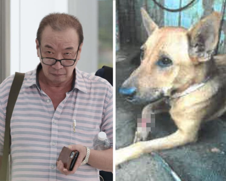 Man who failed to take Pulau Ubin dog with maggot-infested wound to vet gets fine, pet-owning ban 