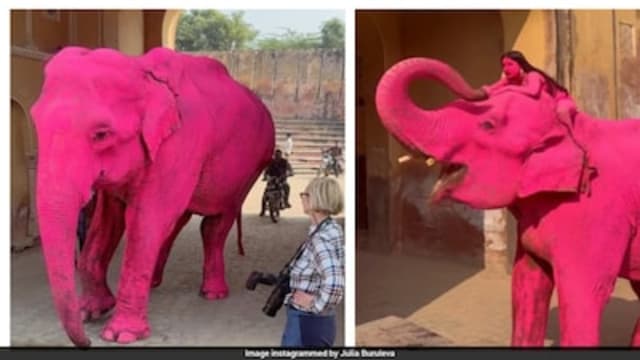 印度“粉红大象”视频疯传惹议 涉事大象死亡当局介入调查