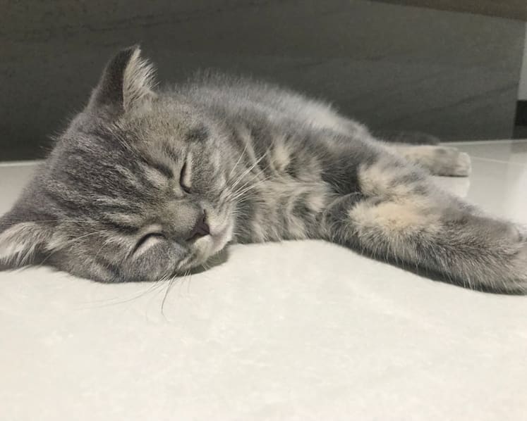 Man fined S$10,000 for not feeding pet cat for more than a month, causing it to die