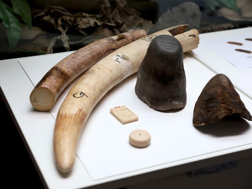 Samples of ivory and rhino horn at a roving exhibition at the Bukit Timah Nature Reserve's visitor centre gallery on Nov 12, 2021. The exhibition relates to proposed amendments to the Endangered Species (Import and Export) Act. Samples of ivory and rhino horn at a roving exhibition at the Bukit Timah Nature Reserve's visitor centre gallery on Nov 12, 2021. The exhibition relates to proposed amendments to the Endangered Species (Import and Export) Act.