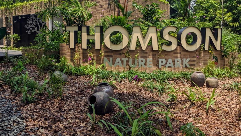 The ‘secrets’ of Thomson Nature Park: Rare primates and remnants of old Hainanese kampung