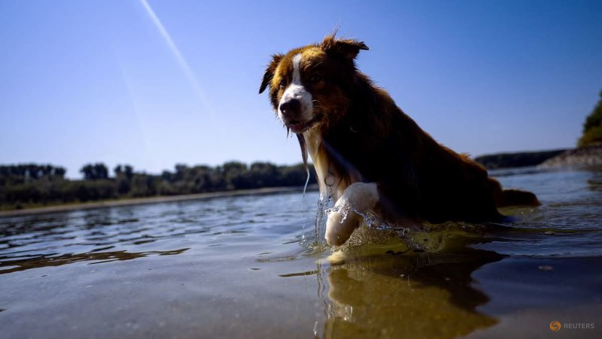 Dogs can distinguish between emotions in a human face, study shows - CNA