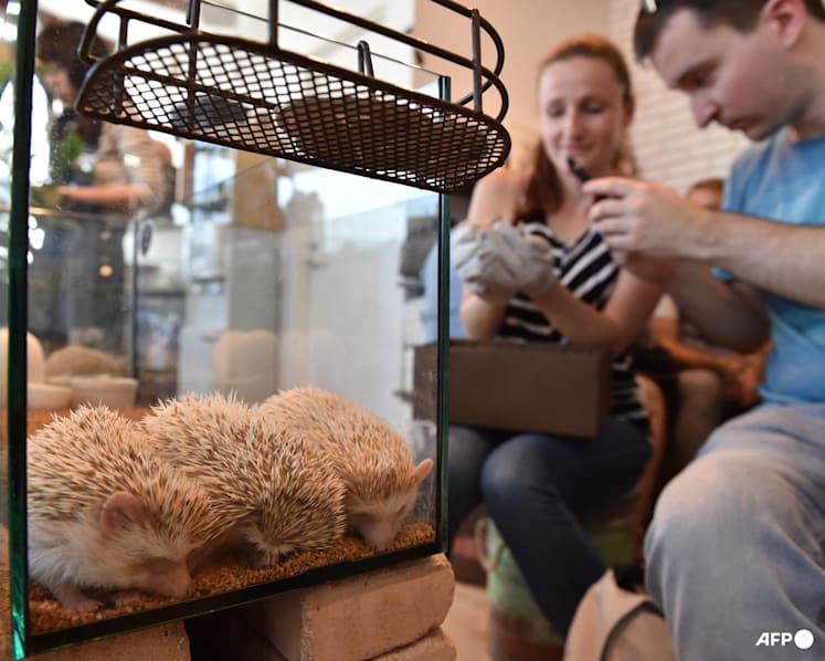 Japan to survey animal cafes over hygiene, welfare concerns