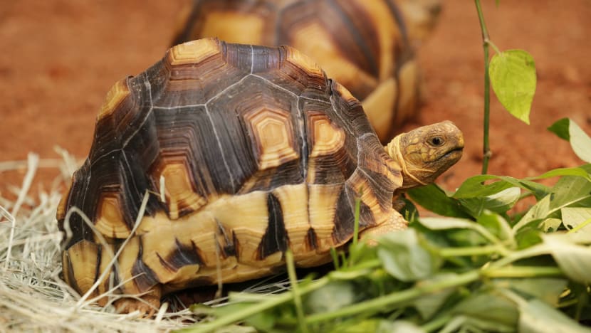 Endangered tortoises find new home at zoo’s latest exhibit
