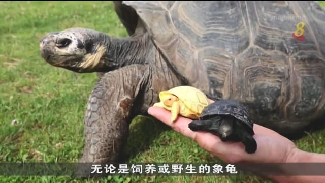 瑞士动物园迎来稀有白化病加拉帕戈斯象龟
