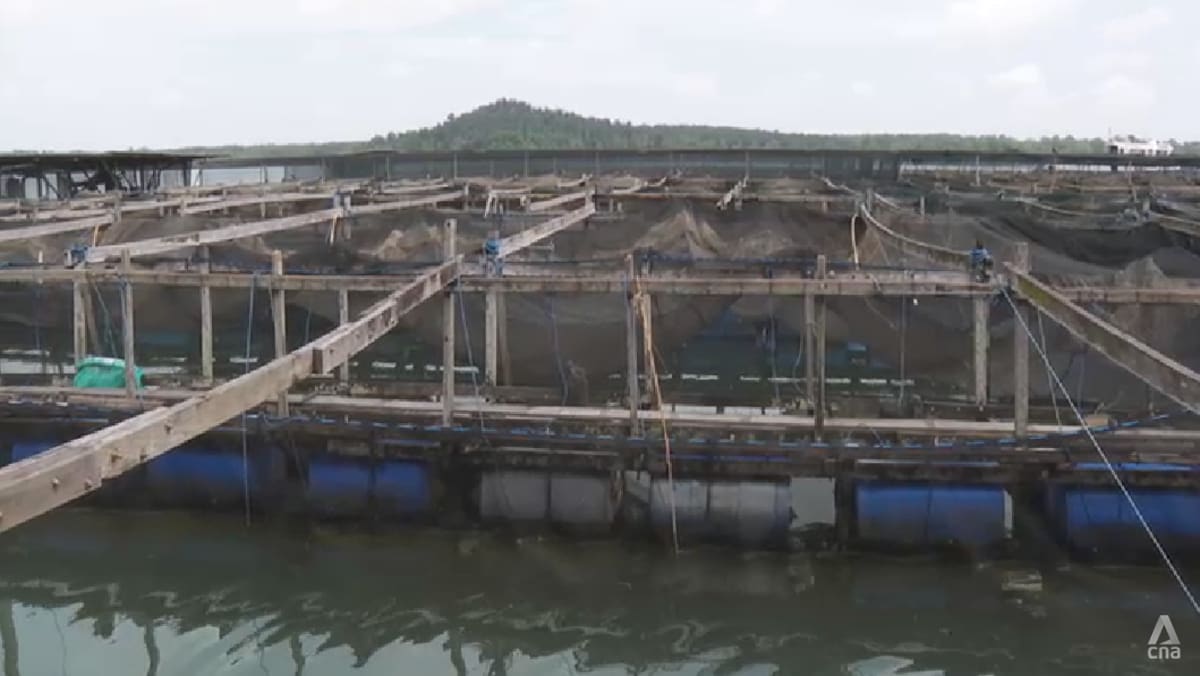 Singapore deploys tech to help fish farmers predict harmful algae blooms, protect supply