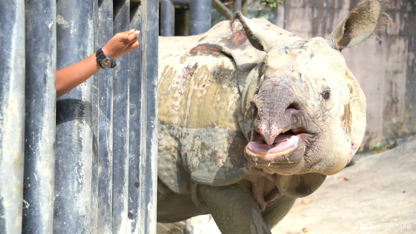Feeding a zoo: Wildlife nutritionist has to cook up a tasty menu for more than 10,000 animals