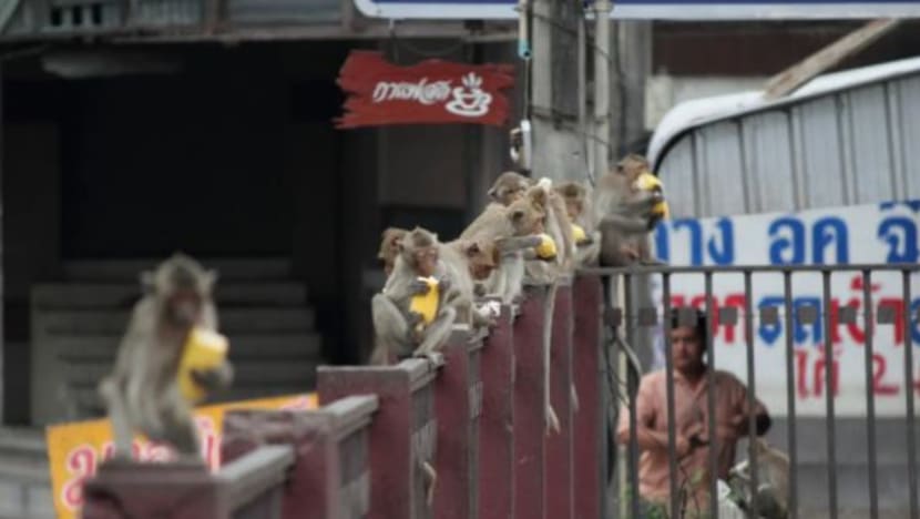 Kerajaan Thai arah tangkap, steril monyet gara-gara bawa risiko kepada industri pelancongan Kerajaan Thai arah tangkap, steril monyet gara-gara bawa risiko kepada industri pelancongan