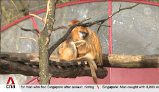 Golden monkeys seen as possible successor to panda diplomacy in Europe