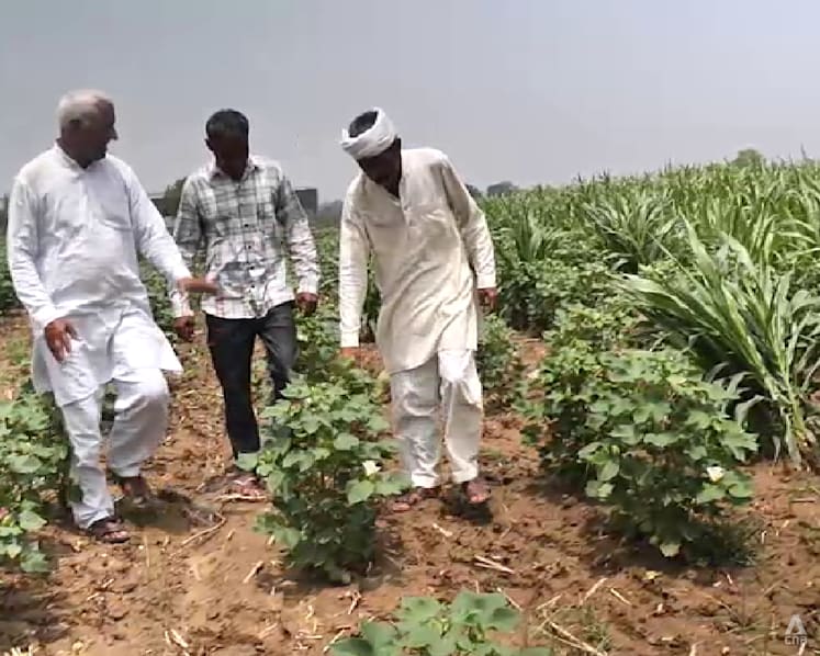 Indian farmers push back against importing genetically modified crops from US 
