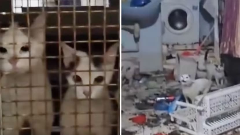 20 kucing terbiar di dalam flat selama seminggu selepas paip kumbahan bocor