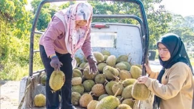 猫山王黑刺每公斤跌至3新元 马国名种榴梿掀抢购热潮