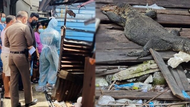 泰男陈尸住家无人发现 数只四脚蛇饱餐一顿