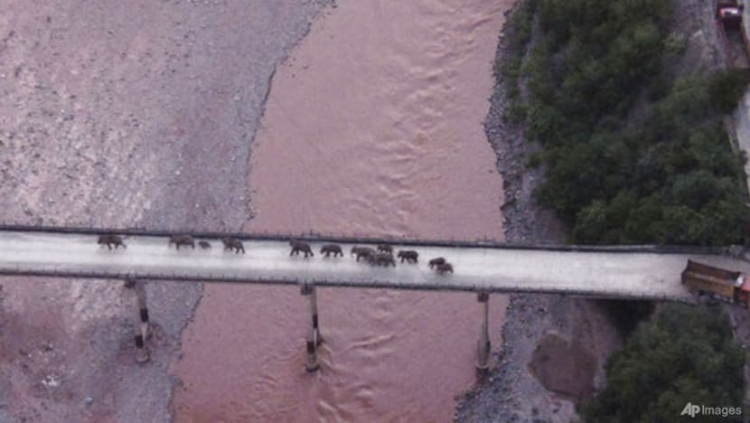 China's wandering elephants may finally be heading home