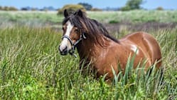 Related article image