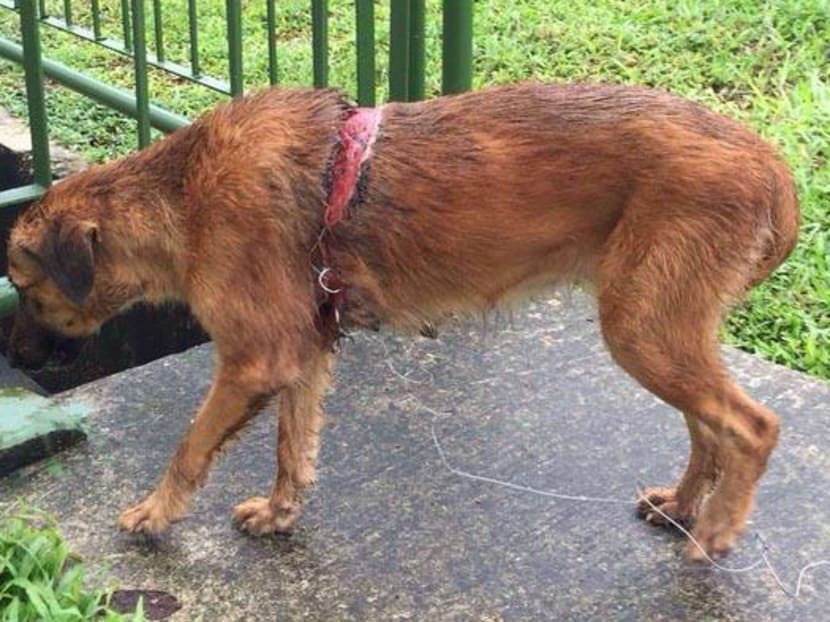 The dog that was found in the Lim Chu Kang area sporting injuries from a steel trap. Photo: Chia Wee Loon on the Action for Singapore Dogs (ASD)'s Facebook page