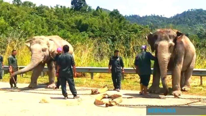 Gajah jantan buat kacau di kampung Gerik ditangkap Gajah jantan buat kacau di kampung Gerik ditangkap