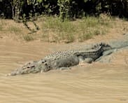 Residents warned 'crocs everywhere' after north Australia floods