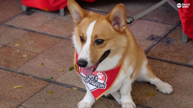 红白国庆主题颜色打扮爱犬 宠物和主人一起为我国庆生