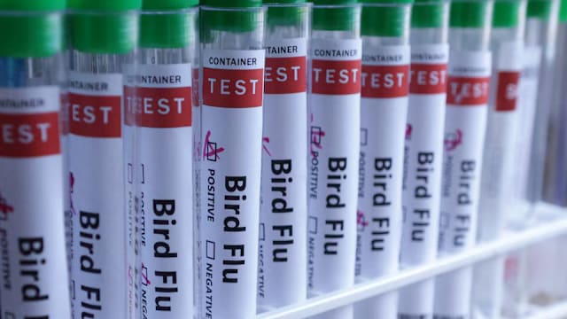 澳洲：H5禽流感开始在野生鸟类间本土传播