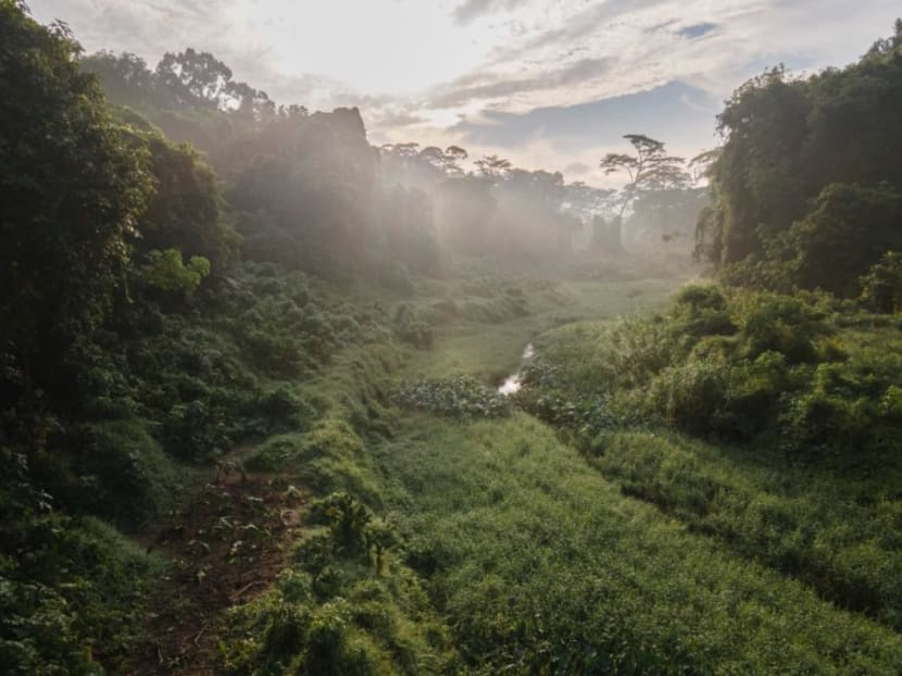 Commentary: Save forests or build 4-rooms? It’s not a zero-sum game