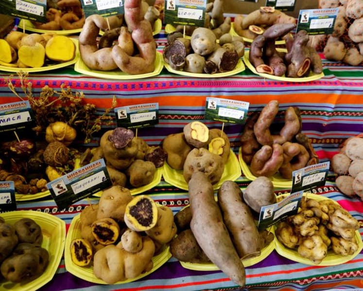 Study shows how a potato-based diet changed the genetics of Andean people