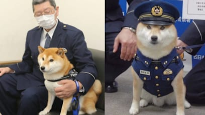 This Five-Year-Old Shiba Inu Is Serving As A Police Public Relations Officer In Japan
