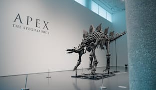 Bones of Contention - Inside The Multi-Million-Dollar Fossil Market