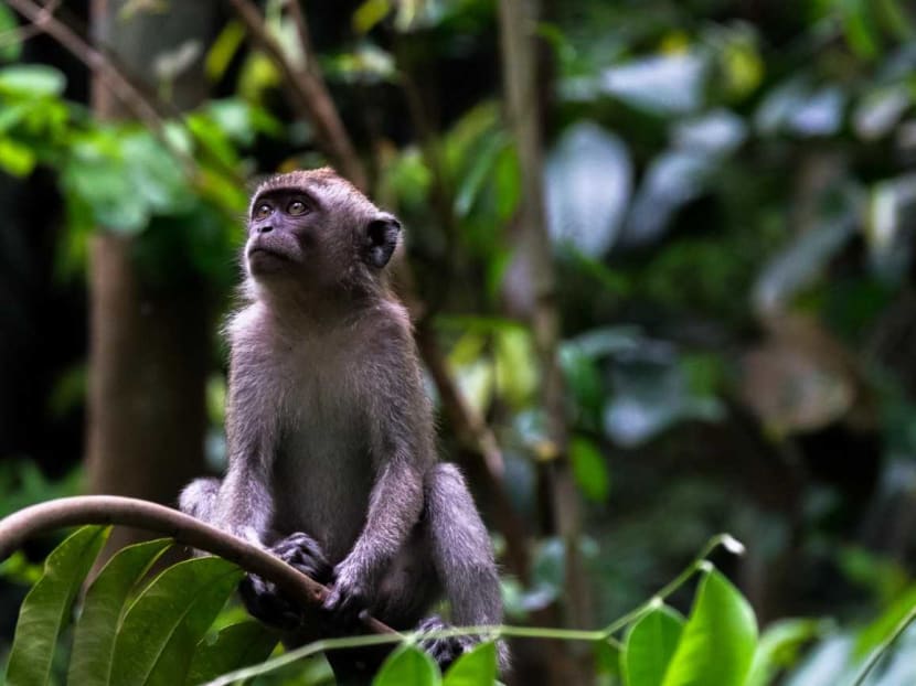 In the three-year campaign, residents are being urged to resist the temptation to feed long-tailed macaques, as this could result in them raiding their homes for food. In the three-year campaign, residents are being urged to resist the temptation to feed long-tailed macaques, as this could result in them raiding their homes for food.