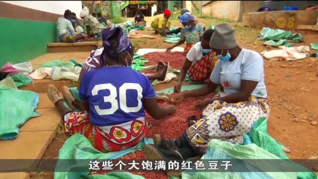 肯尼亚培育新型豆类品种 可适应极端干旱天气