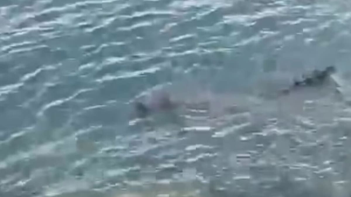Crocodile spotted in waters off Sentosa, water activities at beaches halted