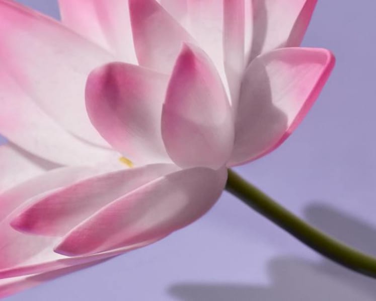 Meet the miracle #Holygrail flower that all anti-ageing beauty buffs should know