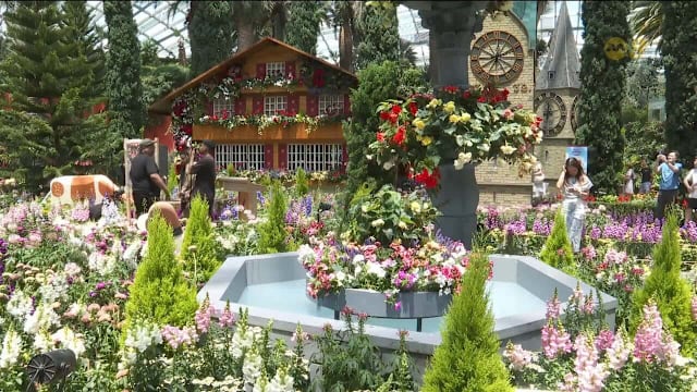 近6000株高山植物亮相花穹 打造阿尔卑斯园艺盛宴