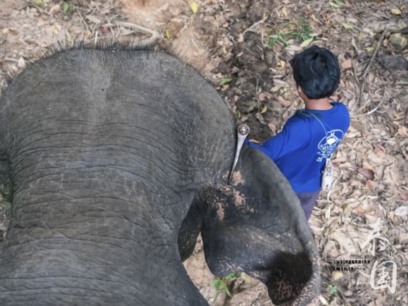 A handler in Thailand uses an iron hook to drag an elephant along.